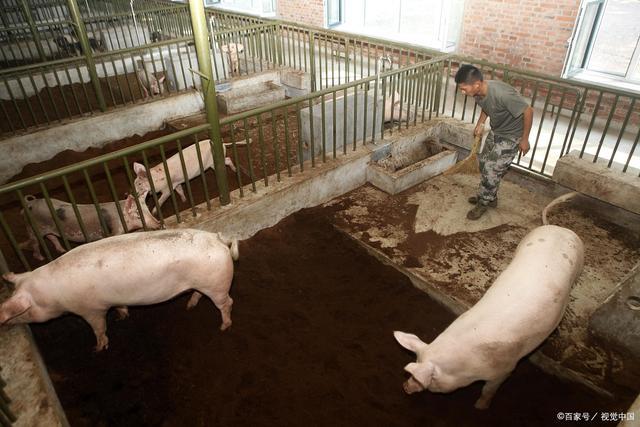 为什么农民要建养猪场