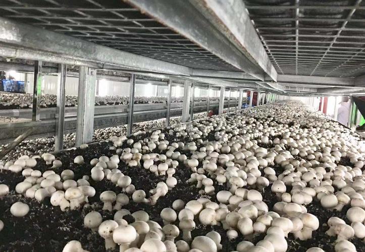 种植蘑菇建厂房