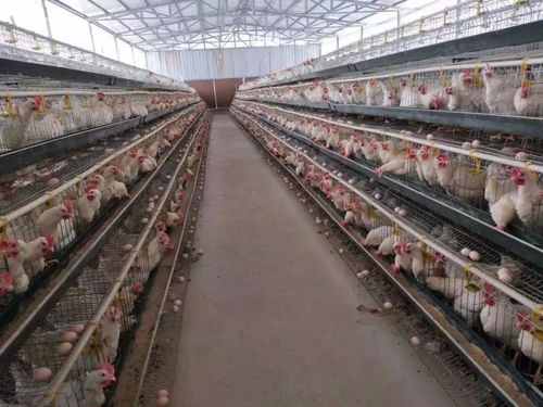 蛋鸡养殖场能建厂房吗吗